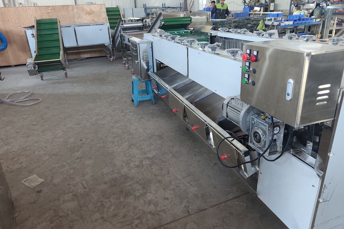 Customized potato washing and grading line arranged in a compact L-shaped layout